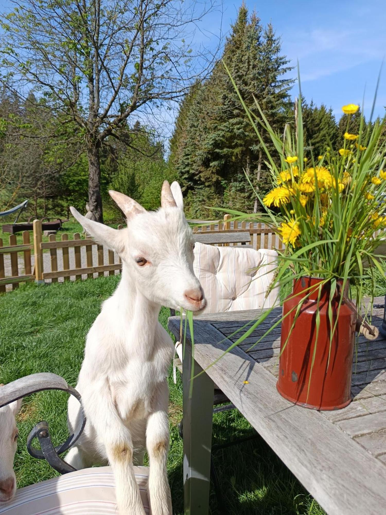 Die Alm In Schoellbuechl, Privatzimmer Sankt Martin  ภายนอก รูปภาพ